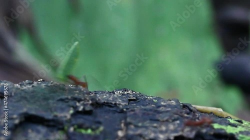 Leafcutter ants (Atta sp.) carrying pieces of leaves over a treestump in the rainforest, real speed close-up. photo