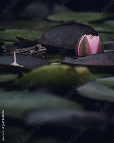 Frog sitting in the water surrounded by lotus flower and leaves. Beautiful photography of the pond, outdoor scenics. Flower and leaf, cute frog.