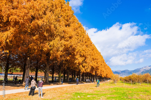 秋のマキノ高原　メタセコイア並木