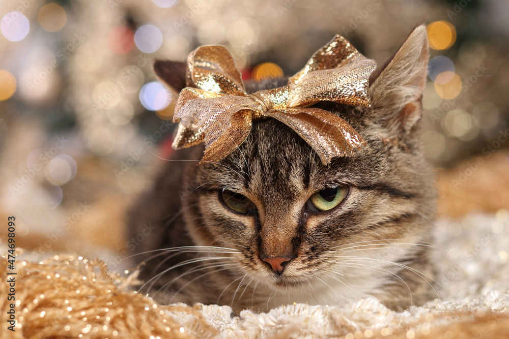Little gray cat on a gold background. Portrait of a Cat. Cute kitten with a golden bow on his head on the background of the Christmas tree. Holiday. Winter. New Year. Kitten under the Christmas tree Little gray cat on a gold background. Portrait of a Cat. Cute kitten with a golden bow on his head on the background of the Christmas tree. Holiday. Winter. New Year. Kitten under the Christmas tree