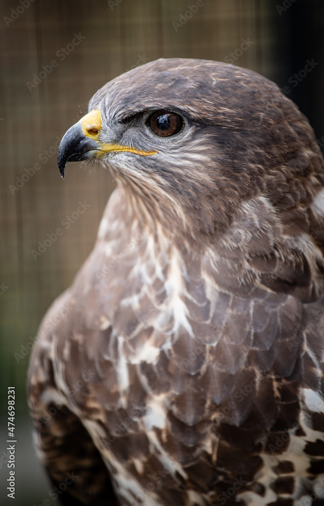 Common buzzard (Buteo buteo) portrait Common buzzard (Buteo buteo) portrait
