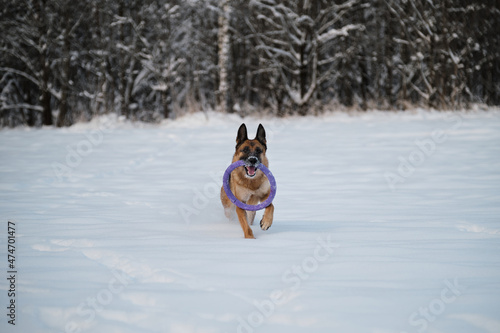 Dog in winter park full of strength and energy. Red German Shepherd runs quickly through white snow against background of forest and holds blue toy ring in mouth.