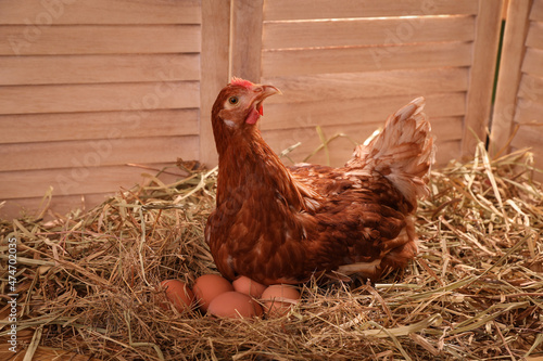 Beautiful chicken with eggs on hay in henhouse