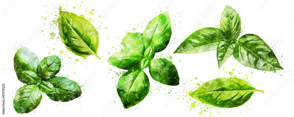 basil watercolor on white background hand drawn vector isolated - obrazy, fototapety, plakaty 