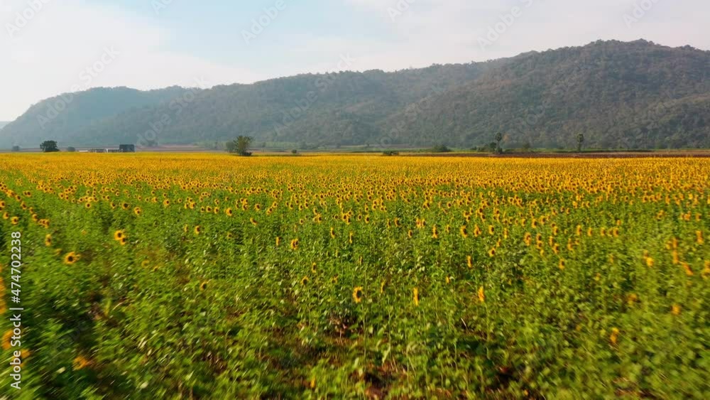 Drone video of a beautiful sunflower field. Aerial view of Agriculture sunflowers.Taking sunflower blooming in a vast sunflower field fluttering in the wind Drone video of a beautiful sunflower field. Aerial view of Agriculture sunflowers.Taking sunflower blooming in a vast sunflower field fluttering in the wind