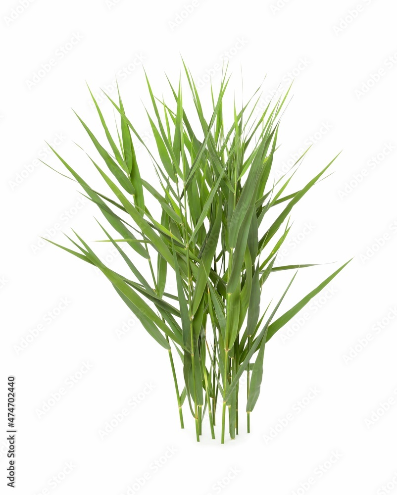 Beautiful reeds with lush green leaves on white background