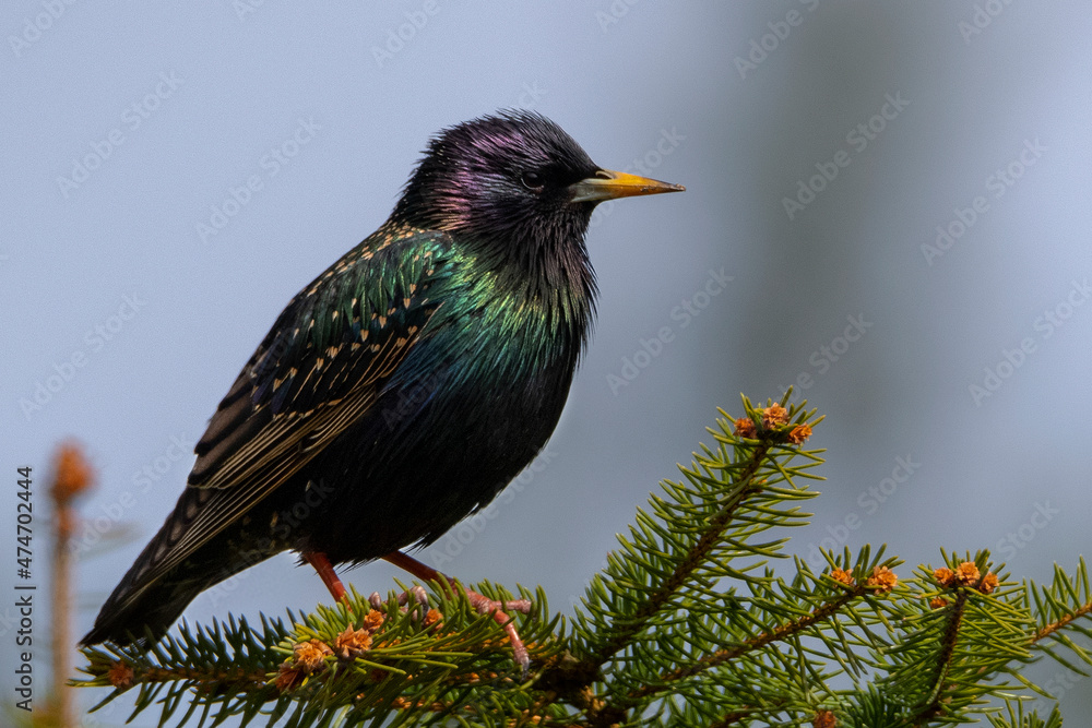 Naklejka premium starling 