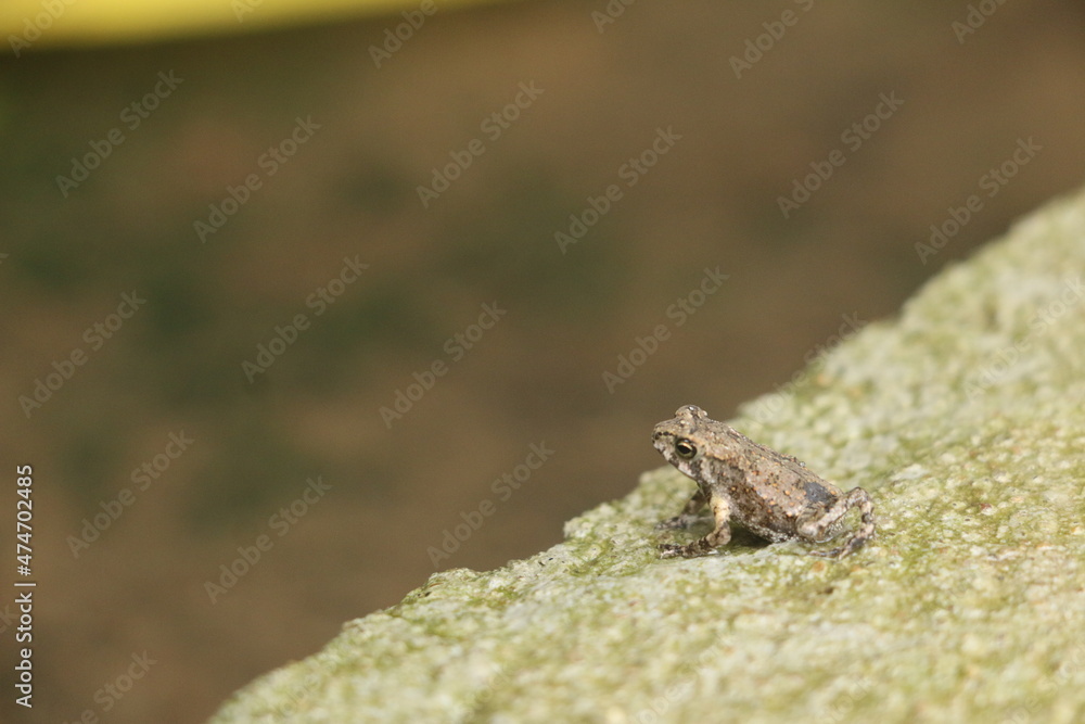 Obraz premium lizard on the rock