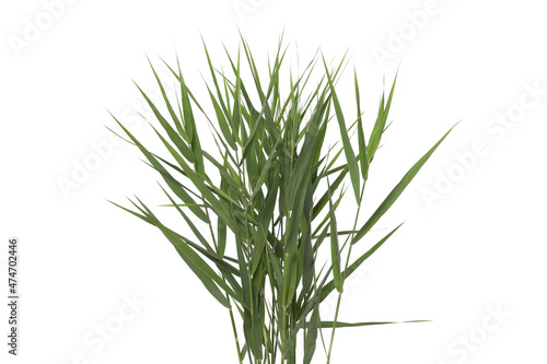 Beautiful reeds with lush green leaves on white background