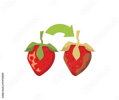 Fresh strawberry turns into dirty rotten strawberry vector illustration. Food waste cartoon concept.