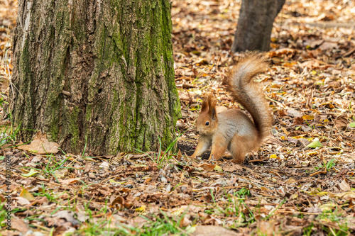 red squirrel in the autumn park with yellow leaves © olegmayorov