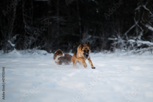 Fototapeta Naklejka Na Ścianę i Meble -  Two dogs in winter park. Australian Shepherd. Red German Shepherd is running fast forward through white snow against background of forest and little puppy Aussie is walking behind.
