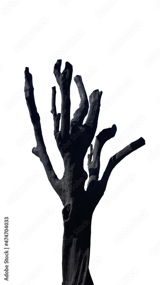 Fototapeta premium Dead tree painted black on white background, concept for natural preservation