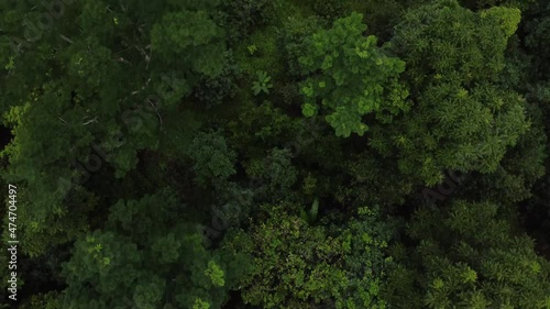 Bosque de arboles en la selva peruana photo