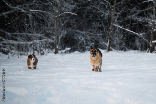Dogs in winter park. Australian Shepherd red tricolor. German Shepherd is running fast forward through white snow against background of forest and little puppy Aussie is standing behind and watching.