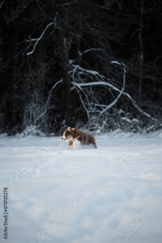Fototapeta Naklejka Na Ścianę i Meble -  Aussie dog on walk in winter park. Ears in different directions from speed and wind. Puppy of Australian shepherd dog red tricolor with white stripe runs fast on white snow against forest background.