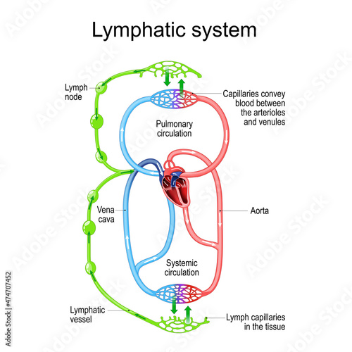 Lymphatic circulation system. parts of immune and Circulatory system.