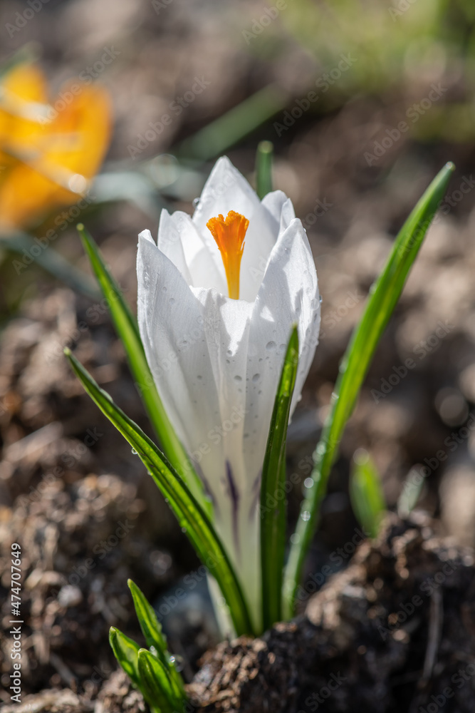 Blooming white crocus (saffron) on a spring morning Blooming white crocus (saffron) on a spring morning