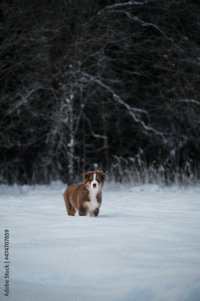 Aussie dog on walk in winter park. Bobtail puppy. Puppy of Australian shepherd dog red tricolor with white stripe stands in snow against background of snowy forest. Aussie dog on walk in winter park. Bobtail puppy. Puppy of Australian shepherd dog red tricolor with white stripe stands in snow against background of snowy forest.