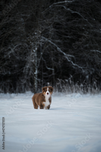 Aussie dog on walk in winter park. Bobtail puppy. Puppy of Australian shepherd dog red tricolor with white stripe stands in snow against background of snowy forest.