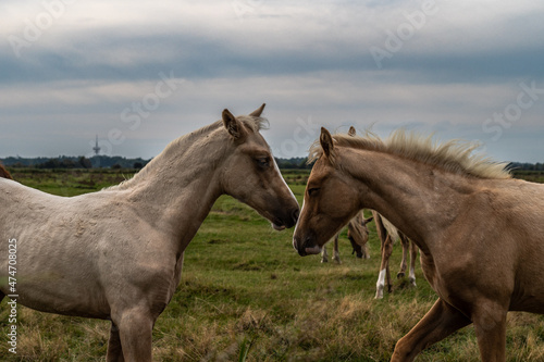 ein Pferdeleben hinterm Deich © Olaf Schlenger