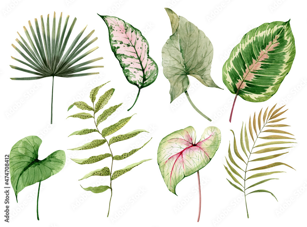 Fototapeta premium watercolor set of green plants and leaves, hand painted