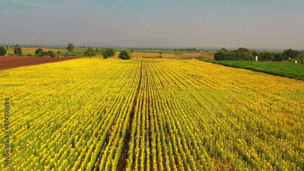 Drone video of a beautiful sunflower field. Aerial view of Agriculture sunflowers.Taking sunflower blooming in a vast sunflower field fluttering in the wind Drone video of a beautiful sunflower field. Aerial view of Agriculture sunflowers.Taking sunflower blooming in a vast sunflower field fluttering in the wind