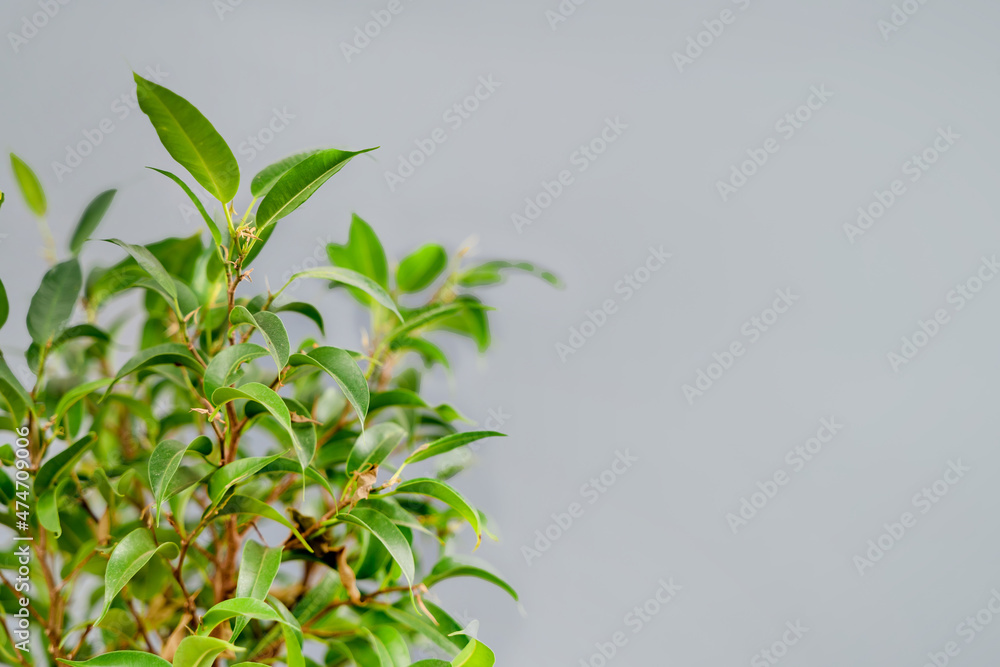 Green ficus leaves on a gray background