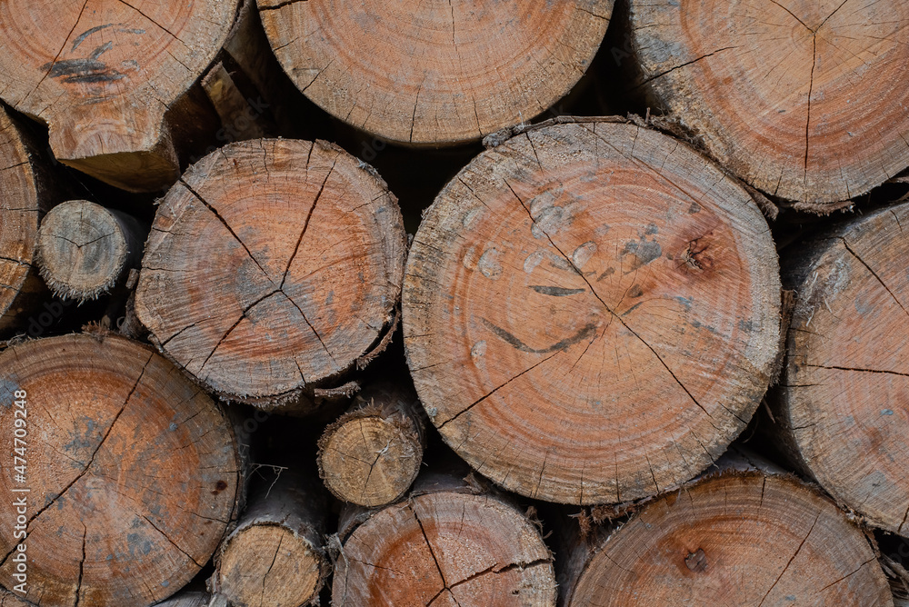 Section plane of natural wood log background Section plane of natural wood log background