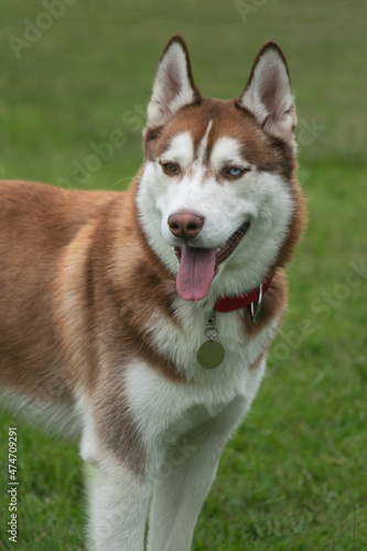 Siberian wolfdog, with heterochromia, in the park © sebastianav1994