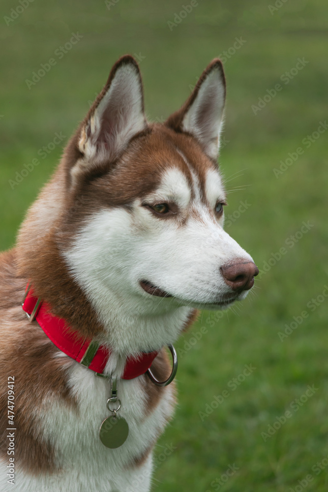 Siberian wolfdog, with heterochromia, in the park Siberian wolfdog, with heterochromia, in the park