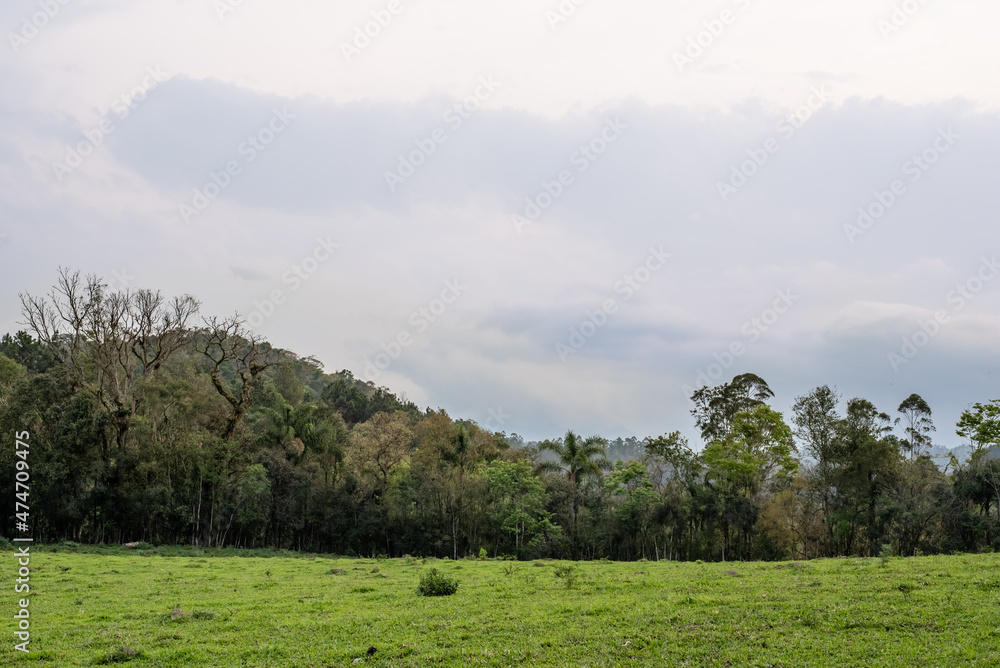 meadow landscape - green grass and gray sky meadow landscape - green grass and gray sky