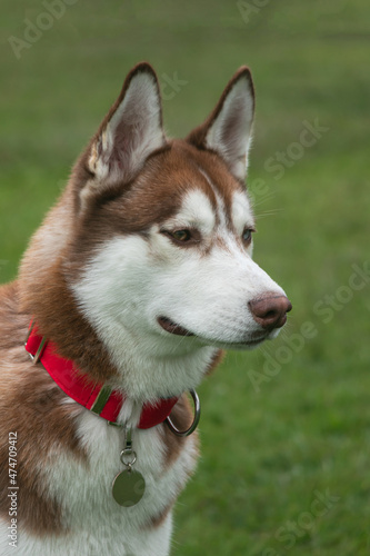 Siberian wolfdog  with heterochromia  in the park