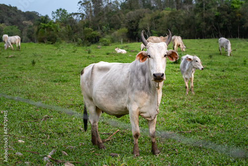 Wallpaper Mural white cow looking at the camera on the grass Torontodigital.ca