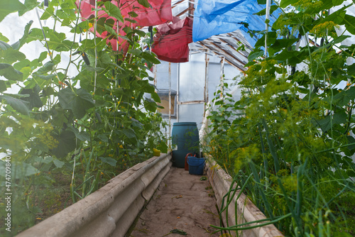 Inside of greenhouse with cucumbers.