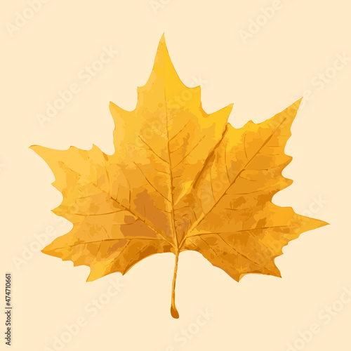 Sycamore Autumn Leaf Isolated
