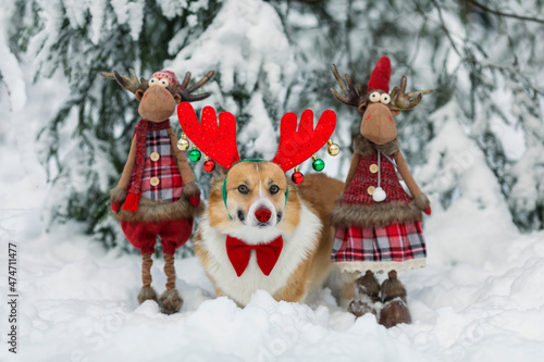 funny corgi dog puppy in masquerade horns next to Santa's toy reindeer stands in the New Year's park in the snow