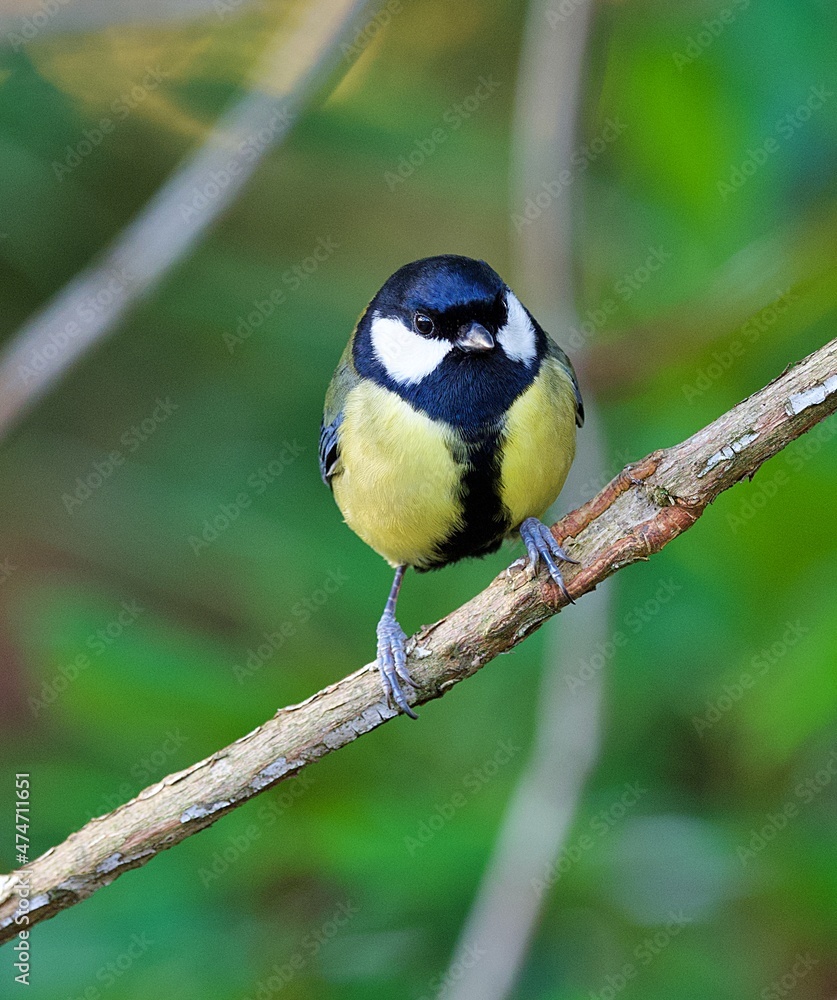 Naklejka premium Coal Tit on a branch