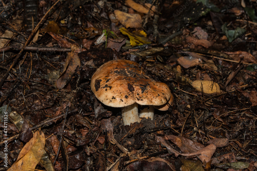 Tricholoma populinum mushrooms. Young mushrooms in the thick poplar forest. Mushrooms closeup. Soft selective focus. Tricholoma populinum mushrooms. Young mushrooms in the thick poplar forest. Mushrooms closeup. Soft selective focus.