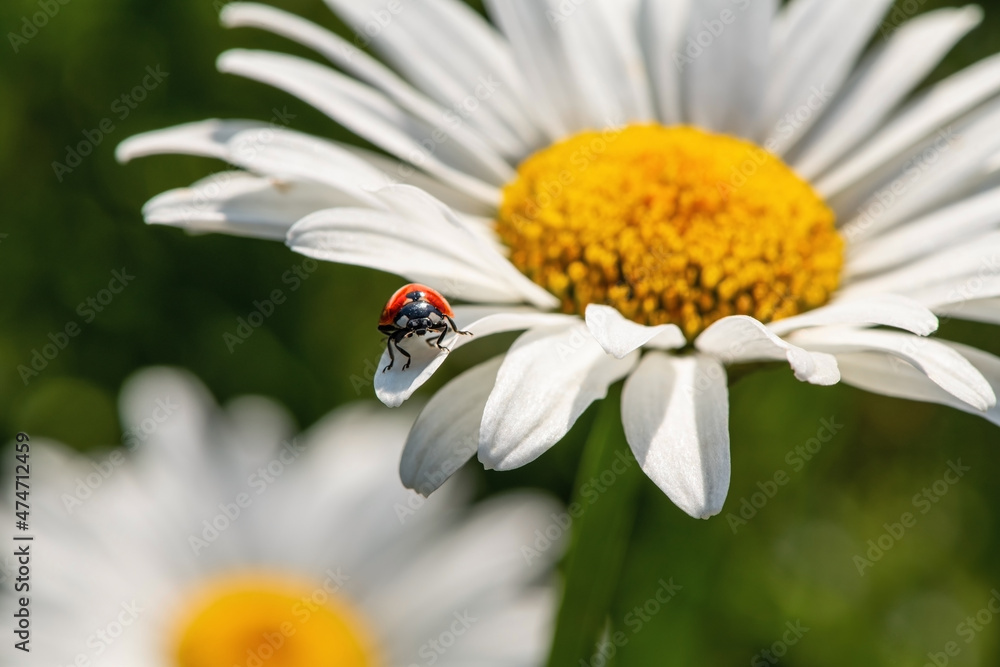Ladybug on chamomile petal summer evening