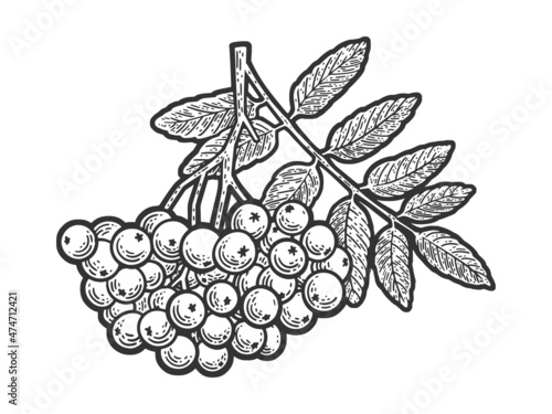 rowanberry berry plant sketch engraving vector illustration. T-shirt apparel print design. Scratch board imitation. Black and white hand drawn image.
