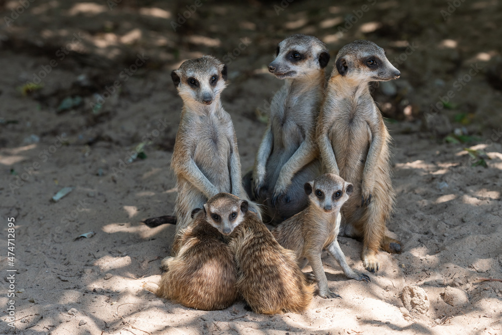 meerkats on guard meerkats on guard