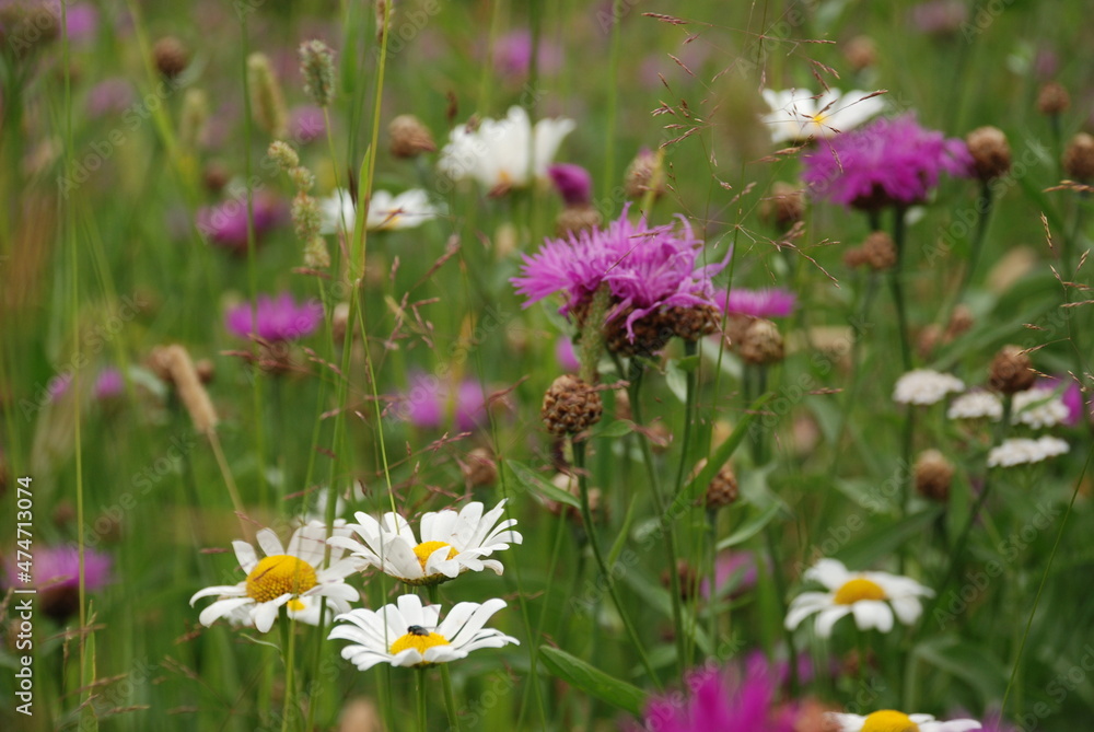 field of flowers field of flowers