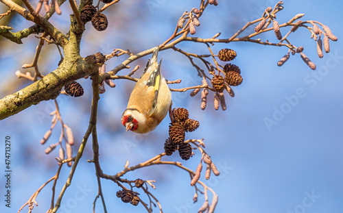 European Goldfinch, Carduelis carduelis, clinging and hanging upside down from a twig of an Alder tree, the bird is nibbling cone seeds, Germany photo