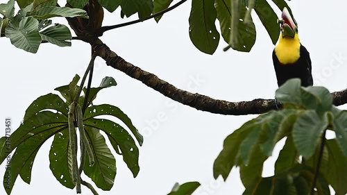 Keel-billed Toucan  (Ramphastos sulfuratus) perched on branch eating seedlings from Ambay pumpwood (Cecropia pachystachya) tree. photo