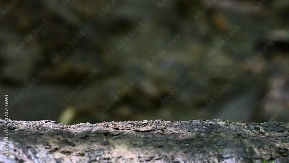 Leafcutter ants (Atta sp.) carrying pieces of leaves and flowers over a treestump in the rainforest Leafcutter ants (Atta sp.) carrying pieces of leaves and flowers over a treestump in the rainforest