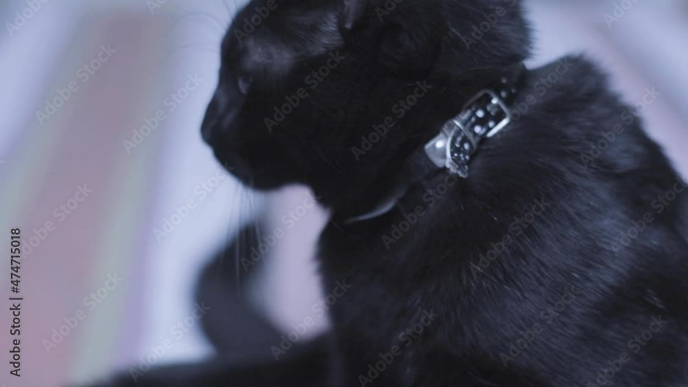 black cat cinematic view black cat cinematic view