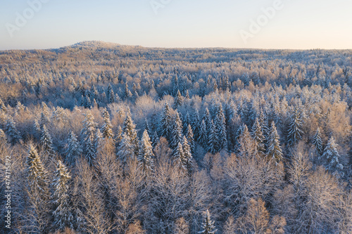 The frozen forest in Russian North