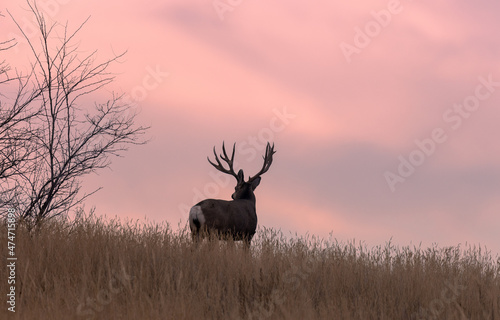 Mule Deer Buck at Sunrise in Autumn
