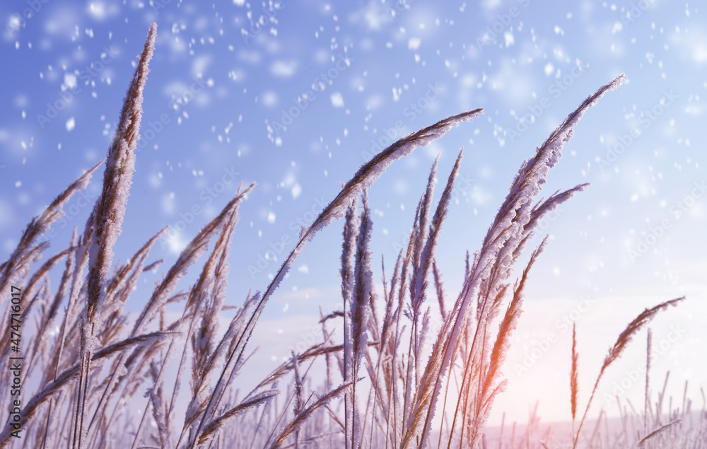 Obraz premium Hoarfrost on the plant at sunrise. Winter season. Beauty in nature.